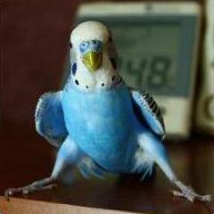Як доглядати за хвилястим папугою в домашніх умовах