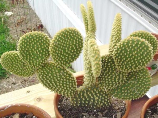 tratamentul cactusilor și paraziților