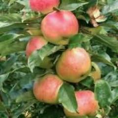 До чого сняться яблука на дереві: тлумачення по різних сонниках
