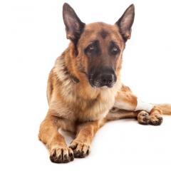 Arthritis in dogs: symptoms and treatment (drugs) Arthritis in dogs and treatment