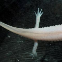 น้ำ axolotl: จามรีดูแลมังกรเม็กซิกันใน aquarelle?