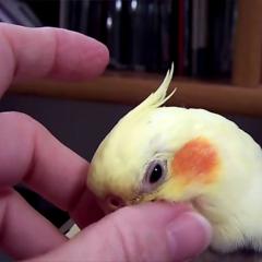 Why do parrots pluck their feathers